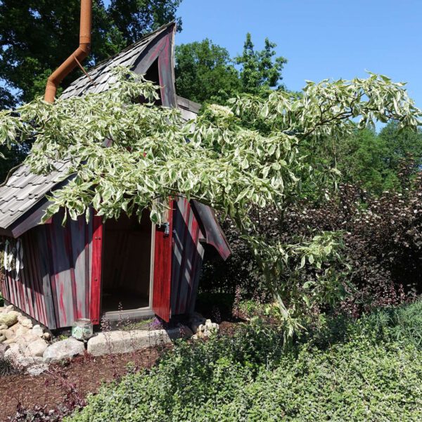 Hoher Weißbunter Pagoden- Hartriegel 'Variegata'