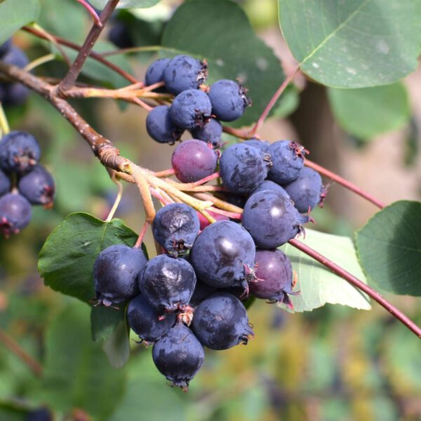 Erlenblättrige Felsenbirne 'Greatberry Farm®'