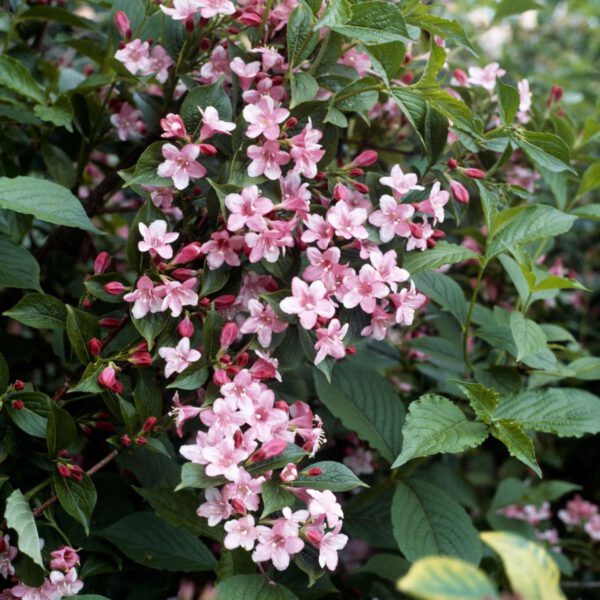 Weigelie 'Rosea'