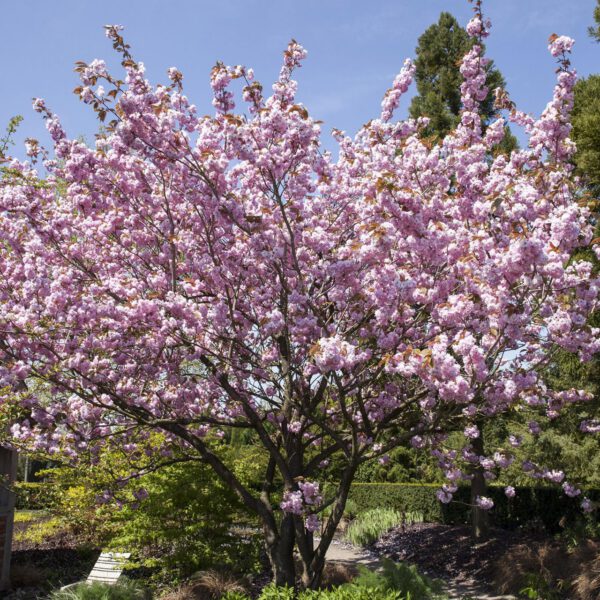 Frühe Zierkirsche / Frühlingskirsche