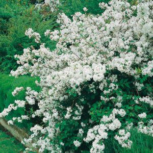Maiblumenstrauch - Deutzie