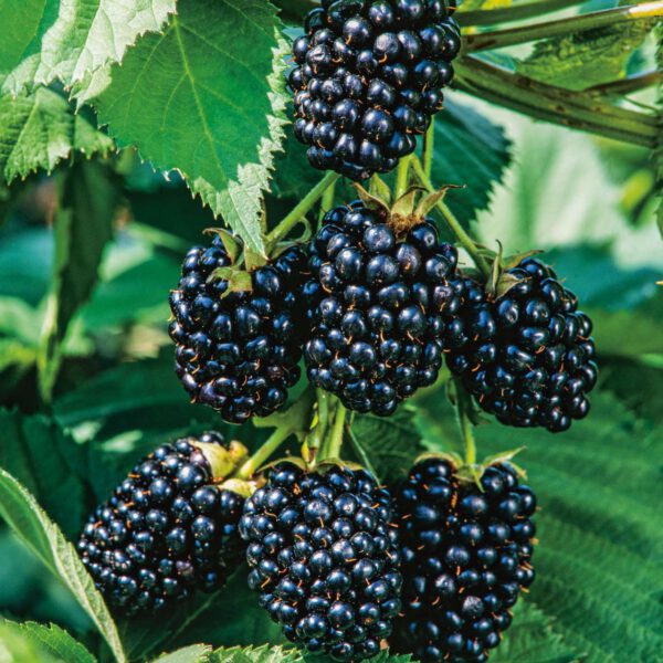 Dornenlose Brombeere 'Navaho® The Big Easy®'