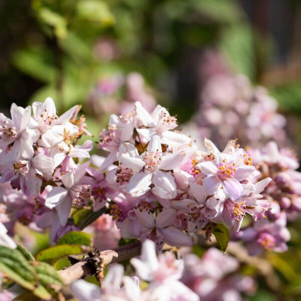 Rosendeutzie 'Mont Rose'