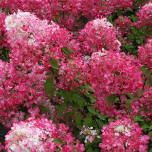 Rispenhortensie 'Magical Fire'