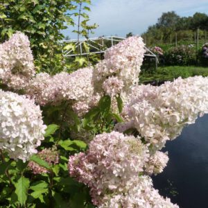 Rispenhortensie 'Phantom'