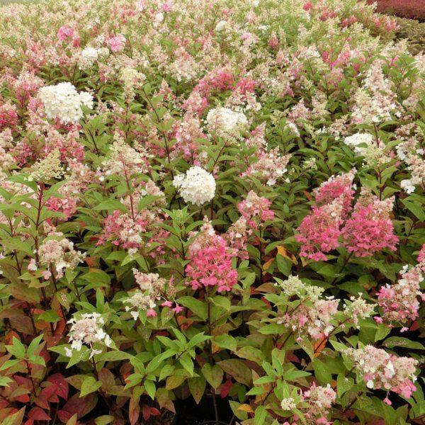 Rispenhortensie 'Candlelight'®