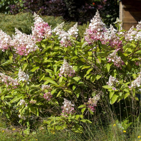 Rispenhortensie 'Pinky Winky®'