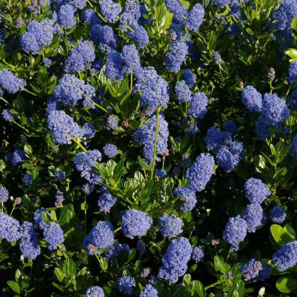 Immergrüne Säckelblume 'Victoria'