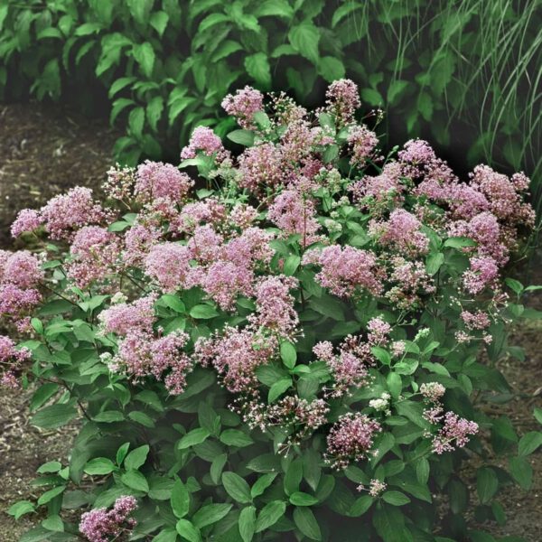 Säckelblume 'Marie Rose'