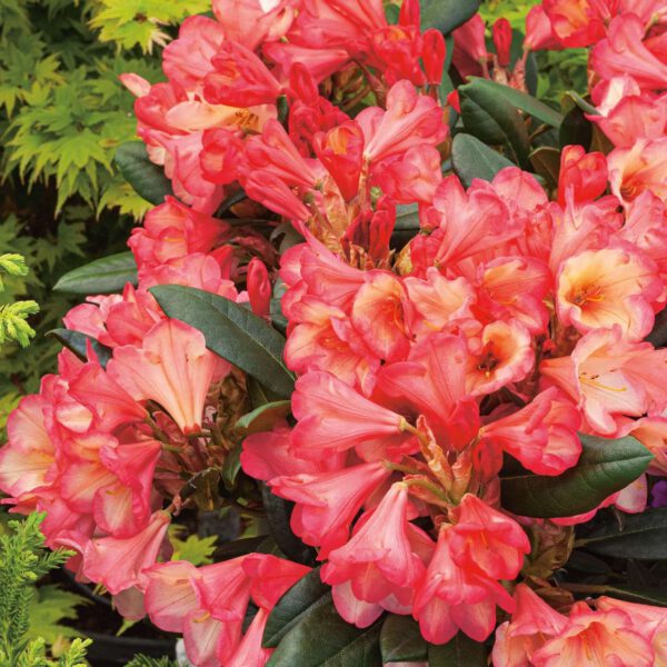 Zwerg-Ball-Rhododendron 'Barbarella®'
