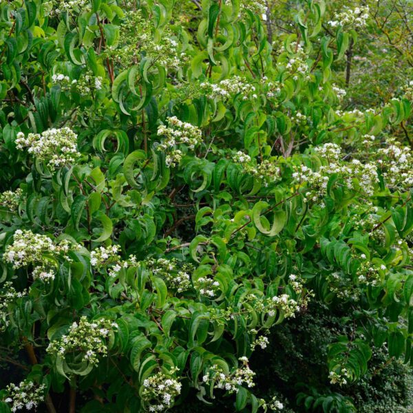 Sieben-Söhne-des-Himmels-Blume 'Tianshan'