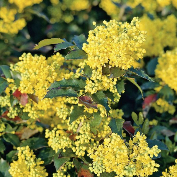 Mahonie 'Apollo'