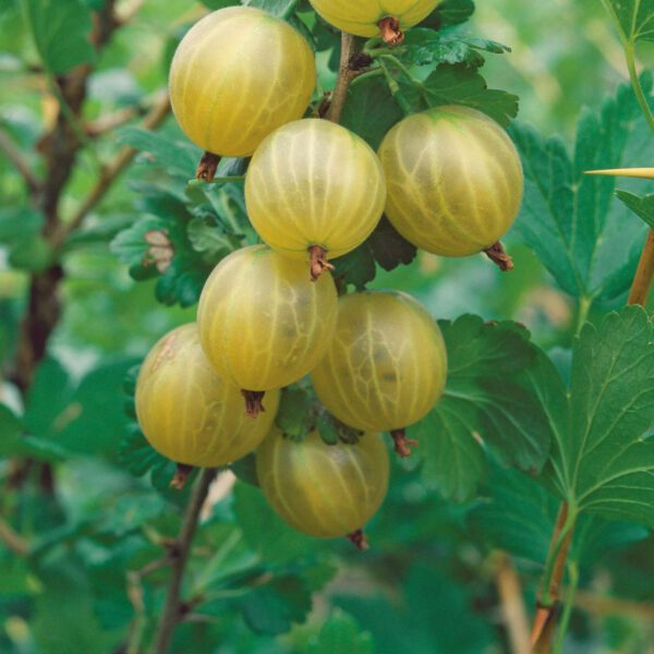 Stachelbeere 'Crispa® Greenling®'