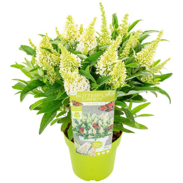 Zwerg-Schmetterlingsflieder 'Butterfly Candy® Little White'