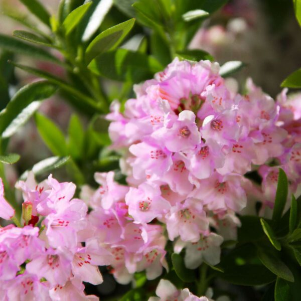 Rhododendron 'Bloombux' - 'Magenta'