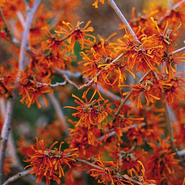 Zaubernuss 'Aphrodite'