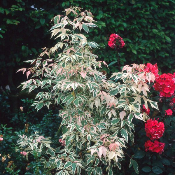 Eschenahorn 'Flamingo'