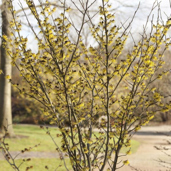 Zaubernuss 'Arnold Promise'