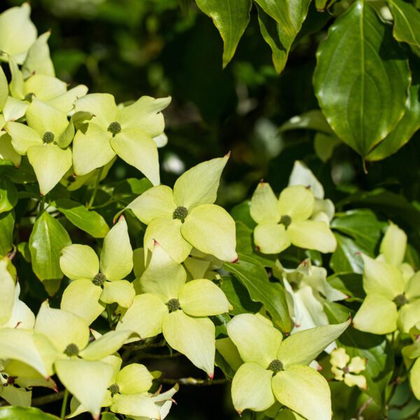 Japanischer Blumen-Hartriegel 'Schmetterling'