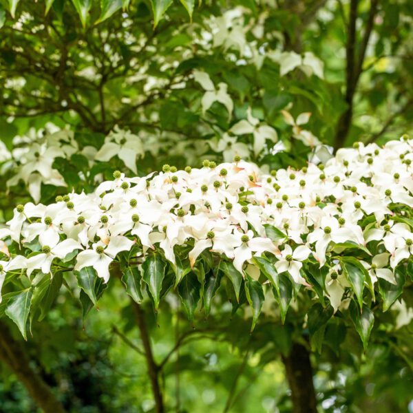 Chinesischer Blumen-Hartriegel 'Wieting's Select'