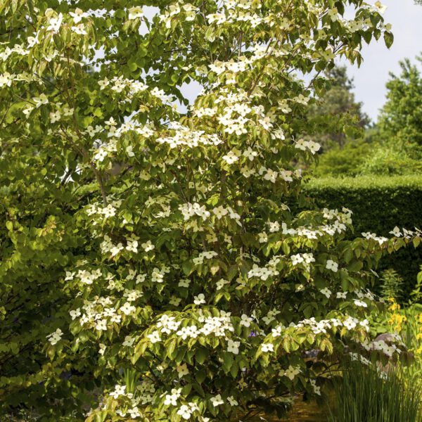 Blumenhartriegel 'Teutonia'