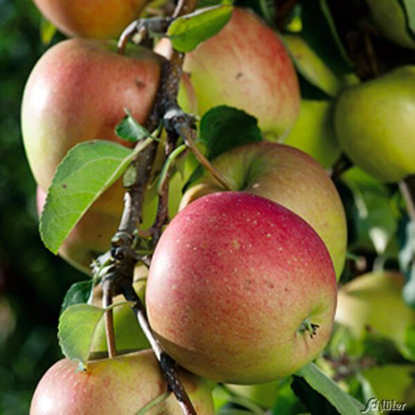 Apfel 'Pinova®'