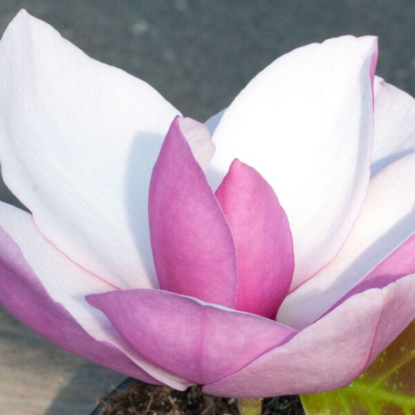 Riesenblütige Magnolie 'Frank's Masterpiece'