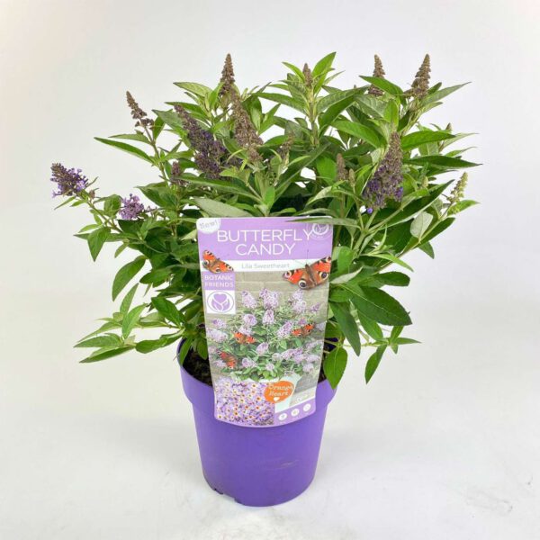 Zwerg-Schmetterlingsflieder 'Butterfly Candy® Lila Sweetheart', 3 L...