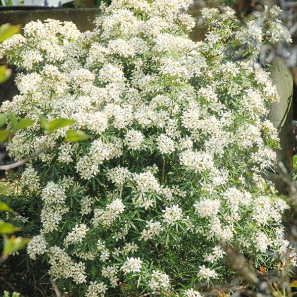 Orangenblume 'White Dazzler'
