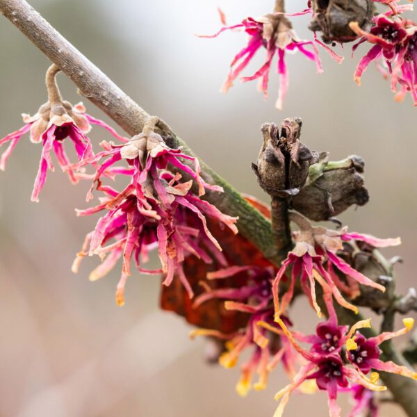 Zaubernuss 'Washington Park '