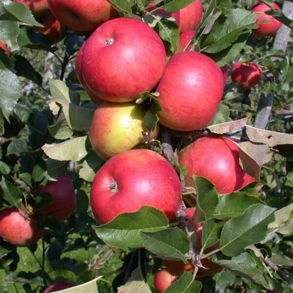 Zwerg-Apfel 'Topaz®' - Busch