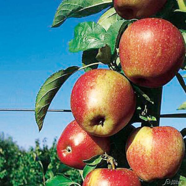 Zwerg-Apfel 'Pinova®'