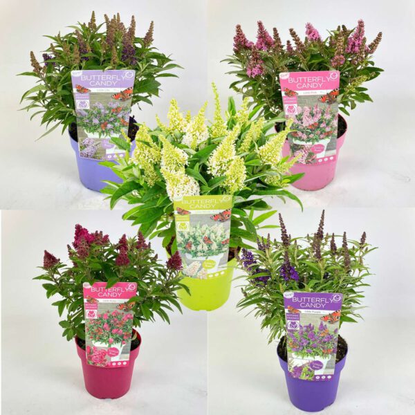 Zwerg-Schmetterlingsflieder 'Butterfly Candy®' - 5 Sorten im Set