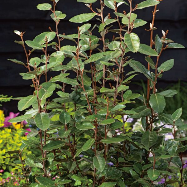 Wintergrüne Ölweide 'Compacta'