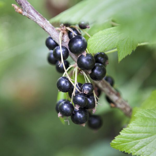 Schwarze Johannisbeere 'Leandra' - Halbstamm