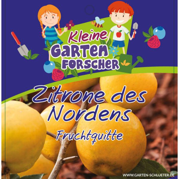 Fruchtquitte 'Zitrone des Nordens'   - Kleine Gartenforscher