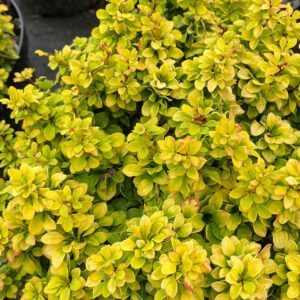 Gelbe Zwergberberitze 'Golden Nugget'