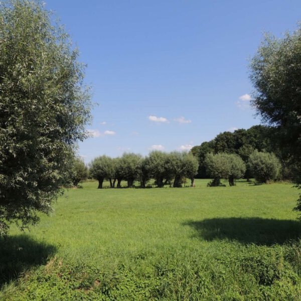 Korbweide  -  Hanfweide