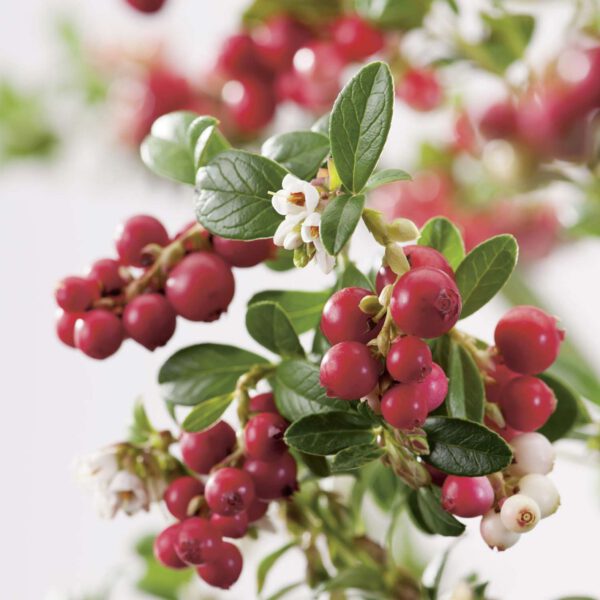 Preiselbeere 'Red Pearl'