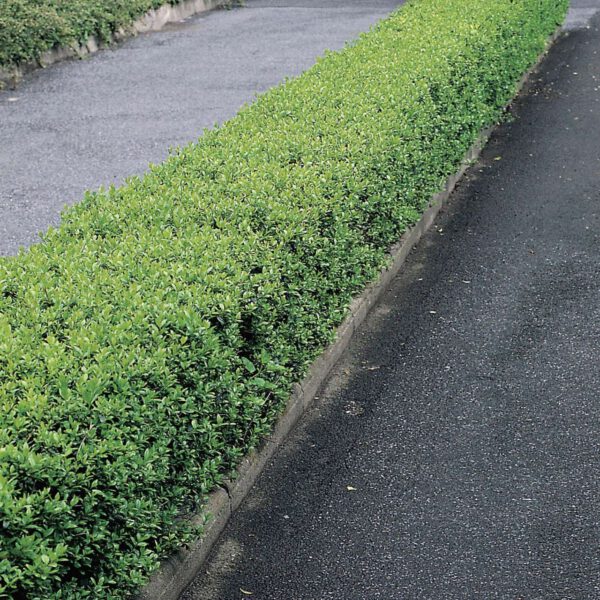 Zwergliguster 'Lodense'