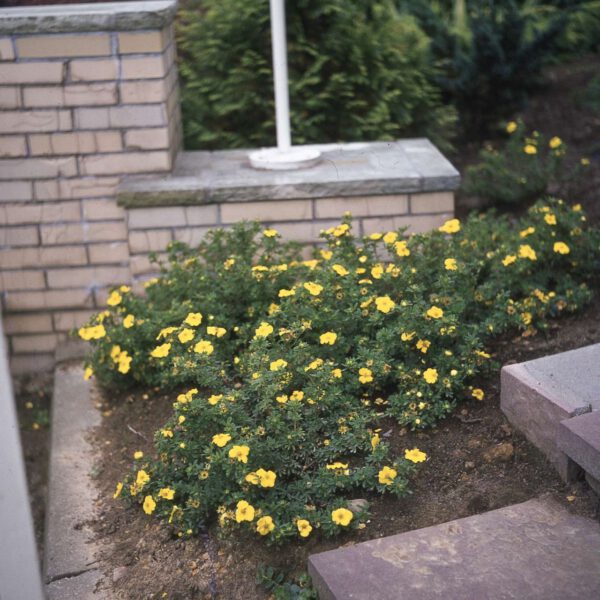 Fingerstrauch 'Kobold'