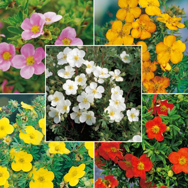 Potentilla Mix - 5 Pflanzen