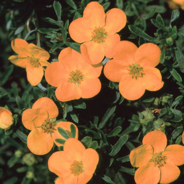 Fingerstrauch 'Hopley Orange'