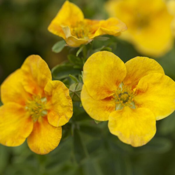 Fingerstrauch  'Mango Tango®'