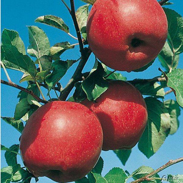 Zwerg-Apfel 'Reanda®' GEVO