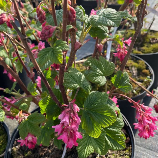 Blutjohannisbeere 'Pulborough Scarlet'