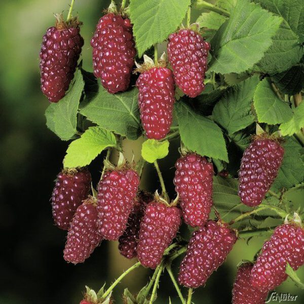 Dornenlose Him-Brombeere 'Buckingham Tayberry®'