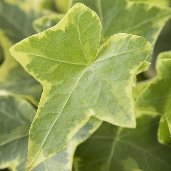Gelbbunter Efeu 'Goldchild'