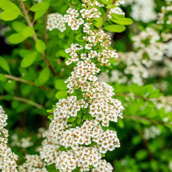Japanische Strauchspiere 'Snowmound'