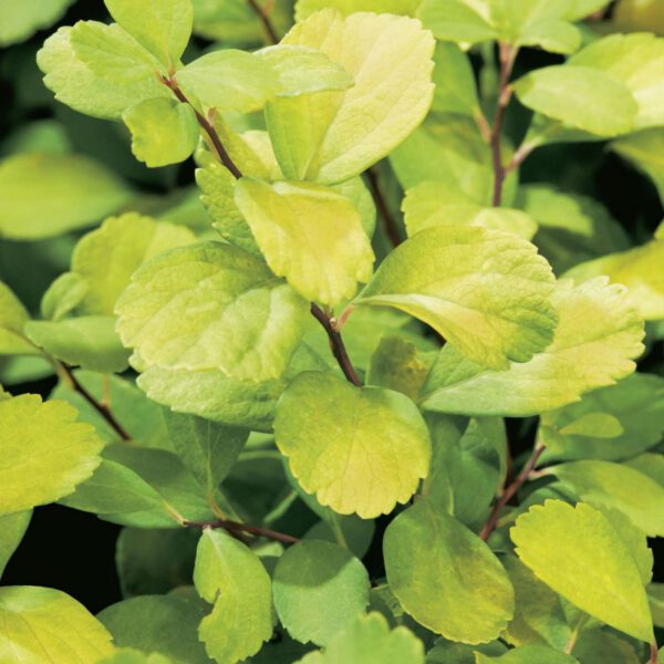 Birkenblättrige Spiere 'Tor Gold'